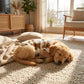 🐶✨ Plüssbéléses mackós mintás kutyamellény – Meleg és rugalmas kis kedvenceknek🧸